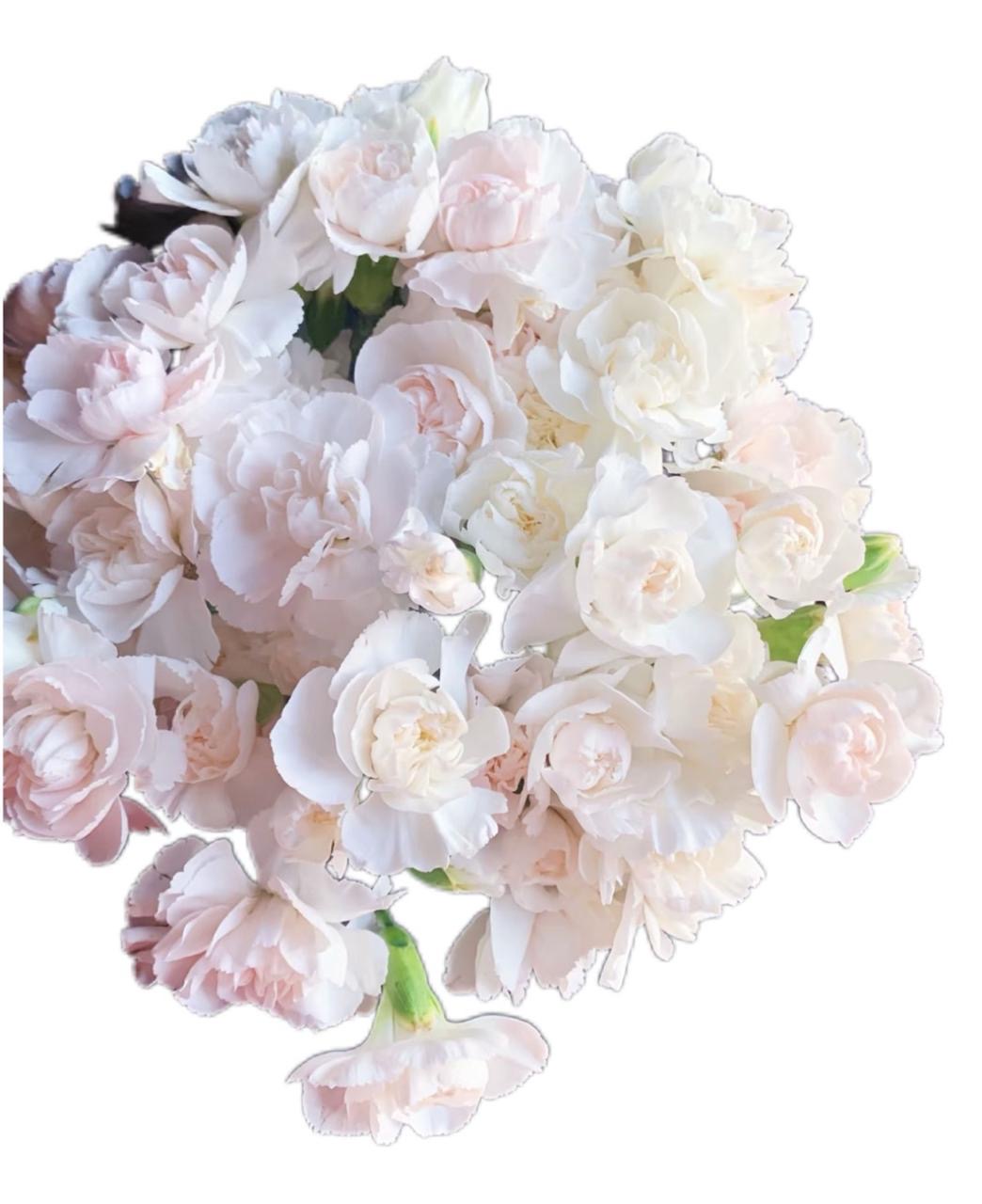 Гвоздика куст пинк жасмин