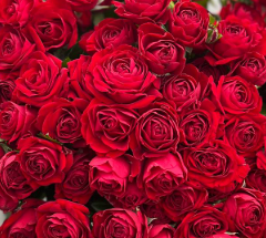 Роза куст неон баблс красная