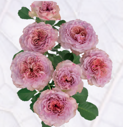 Rose spray ritual | Wholesale flowers, plants and supplies Rose spray ritual