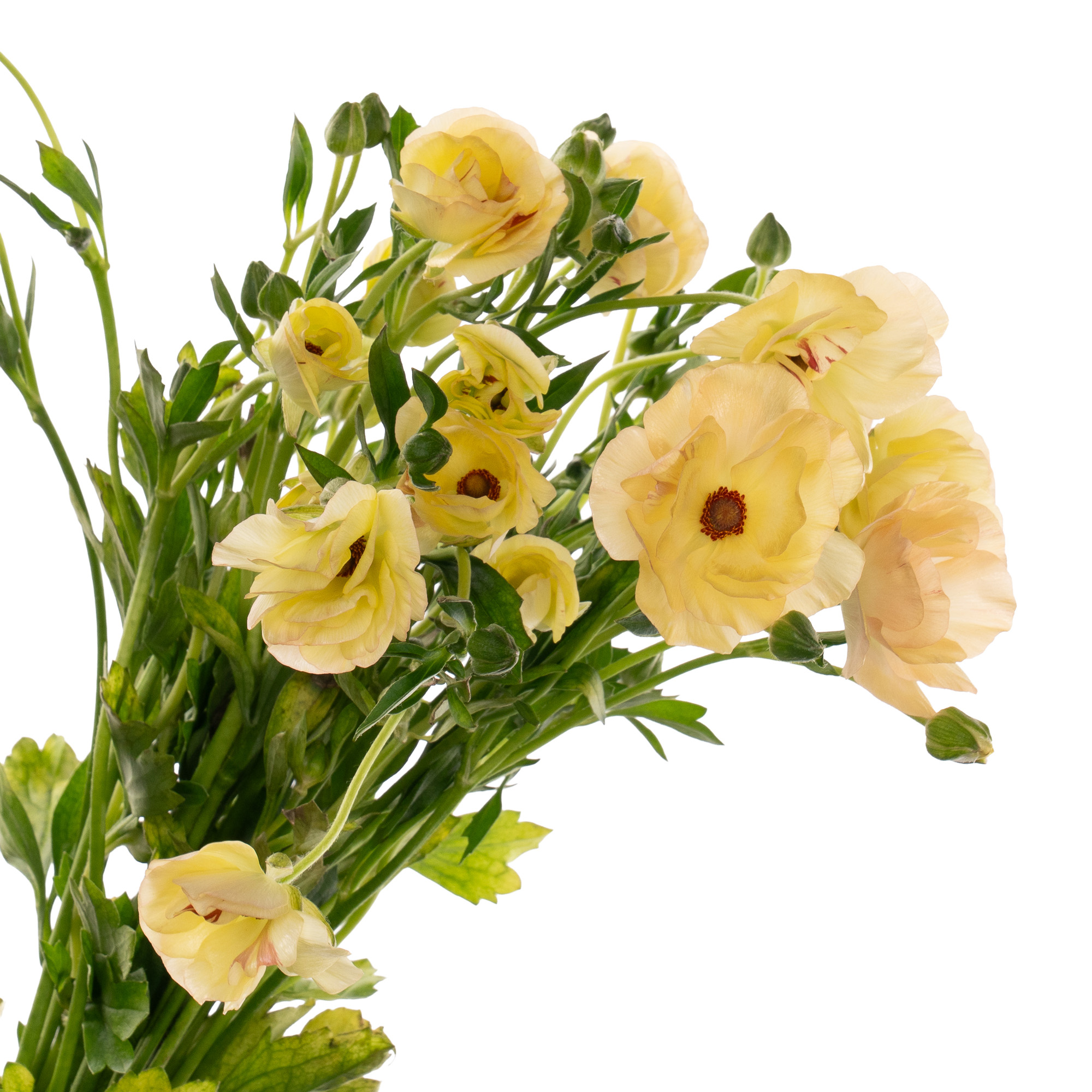 Ranunculus magical caramel