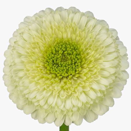 Гербера мини кермит