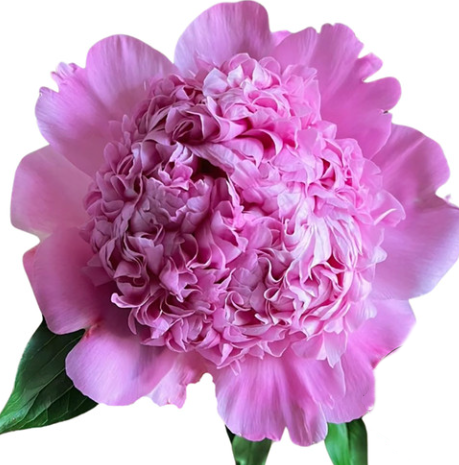 Пион блу фиджи