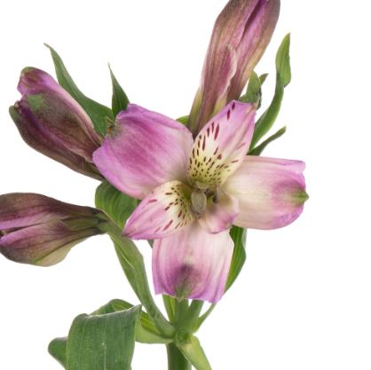 Alstroemeria super select antaris | Wholesale flowers, plants and supplies Alstroemeria super select antaris