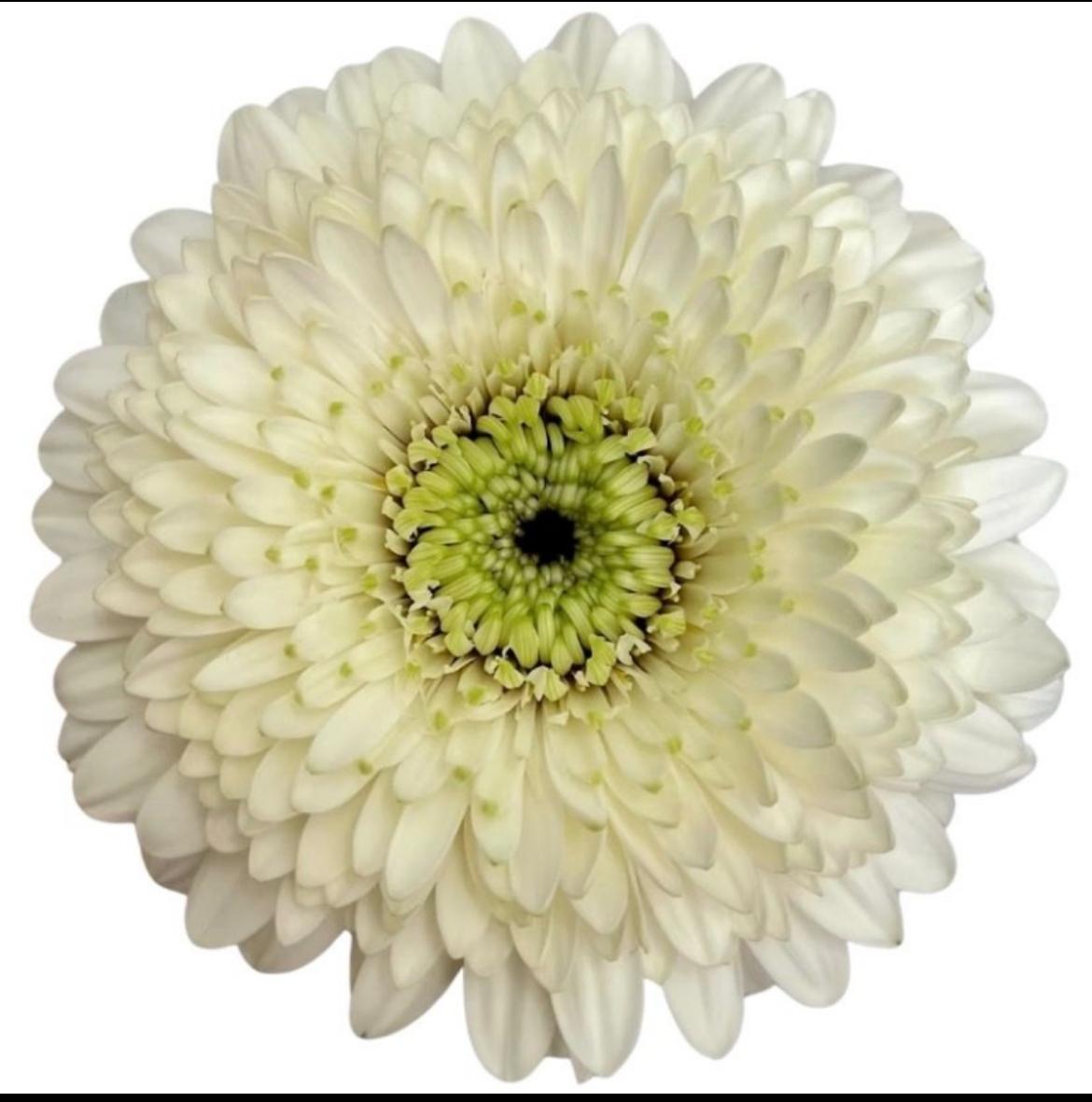 Гербера гербера монамона