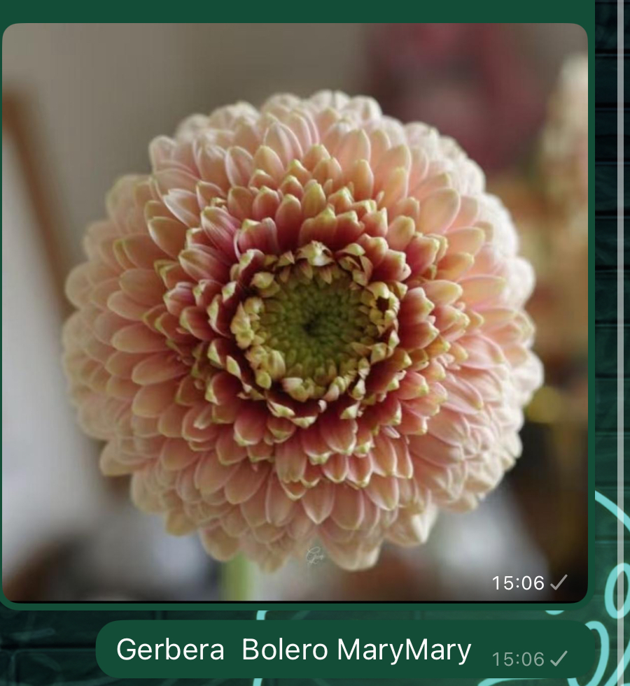 Гербера болеро меримери