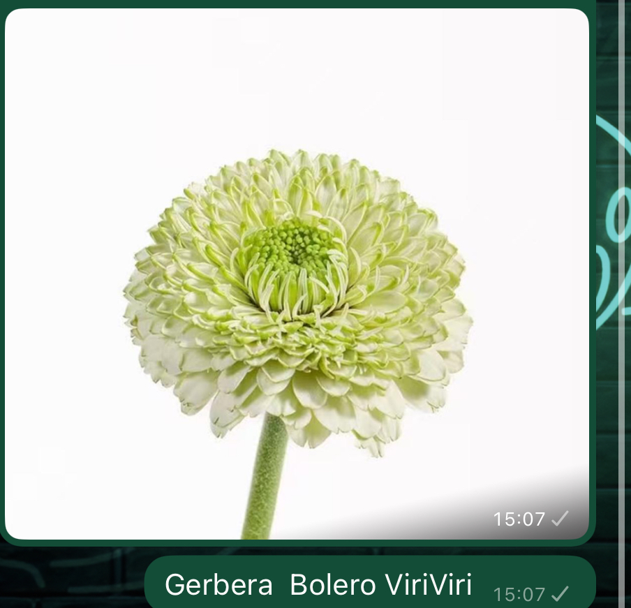 Гербера болеро виривири