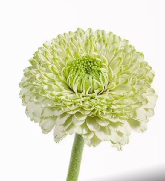 Gerbera bolero viriviri