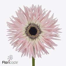 Gerbera gerspider cupido