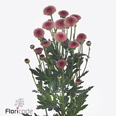 Chrysanthemum santini tyolo salmon