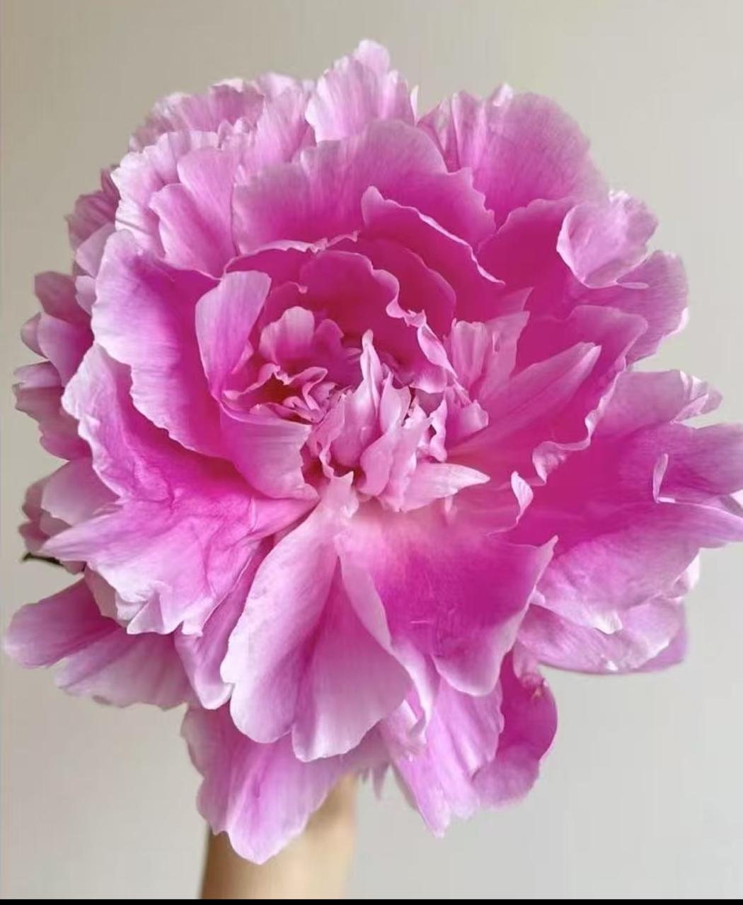 Пион гамма а