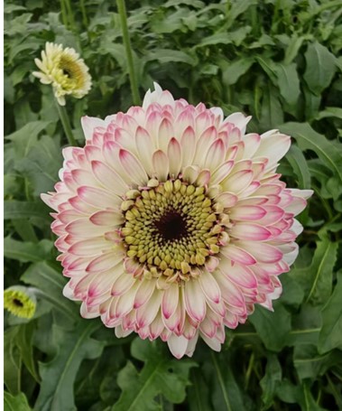 Gerbera bolero lisalisa | Wholesale flowers, plants and supplies Gerbera bolero lisalisa