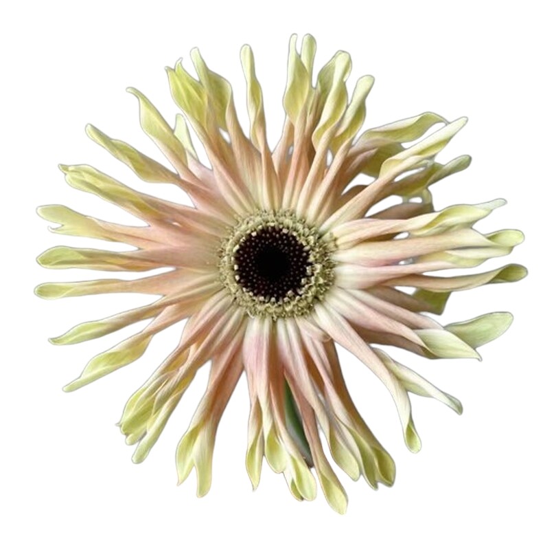Gerbera pastini tirano
