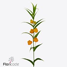 Sandersonia royal highness | Wholesale flowers, plants and supplies Sandersonia royal highness