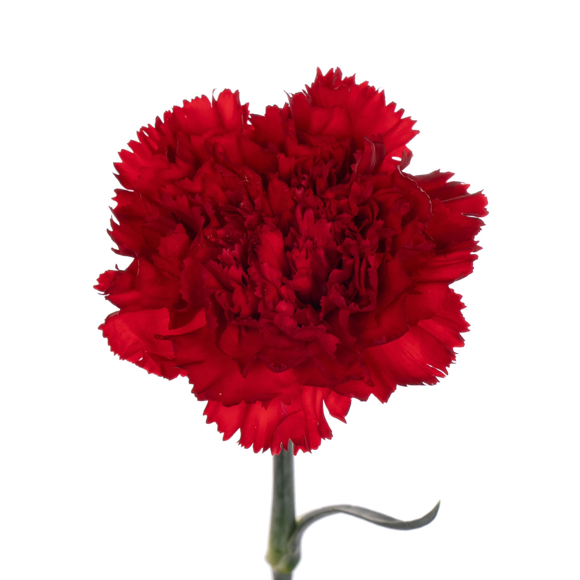 Carnation forese