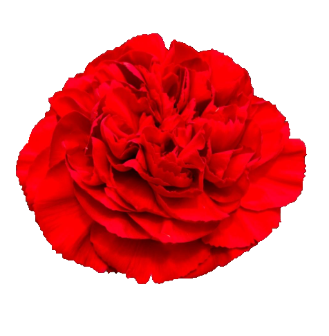 Гвоздика форезе в Новосибирске