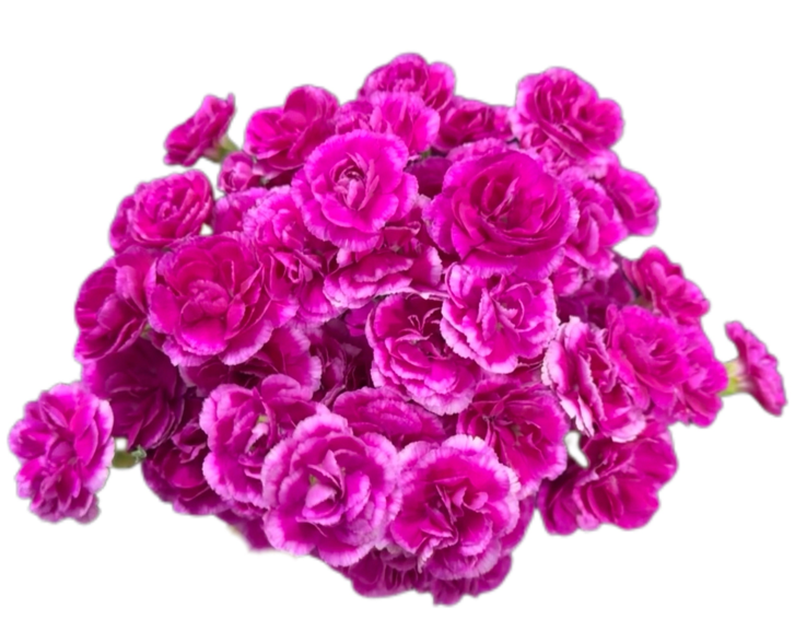Carnation Spray pince purple