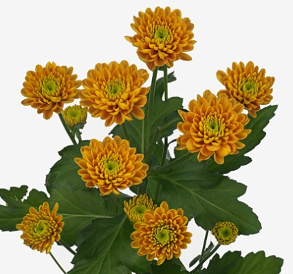 Хризантема куст джонни оранжевая в Москве
