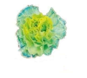 Carnation tinted lemon verbena