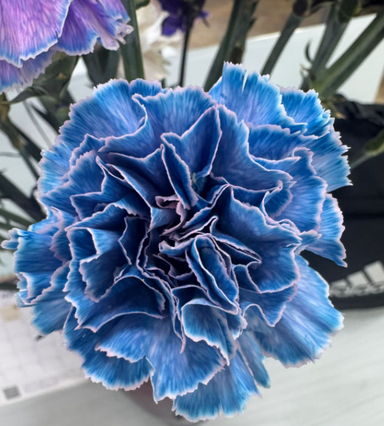 Carnation tinted blue rain