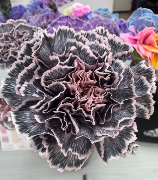 Carnation tinted dark pink