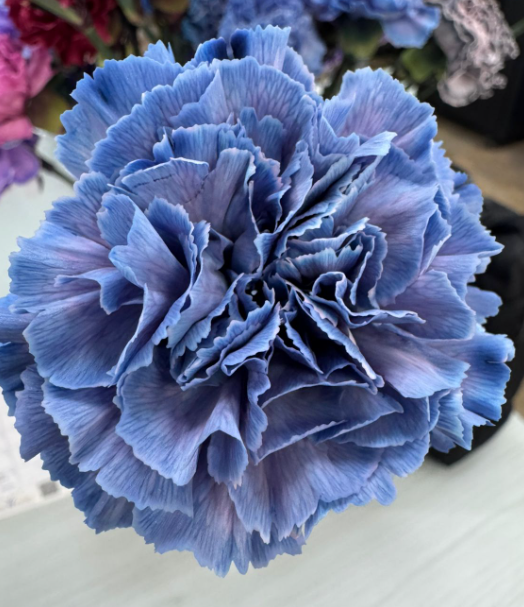 Carnation tinted inspire blue