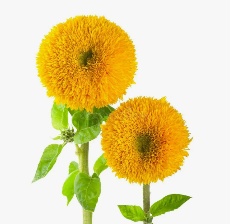 Гелиантус тедди жёлтый