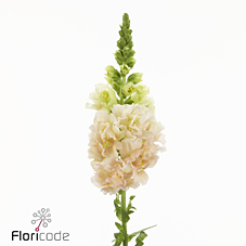 Antirrhinum holly double champagne | Wholesale flowers, plants and supplies Antirrhinum holly double champagne