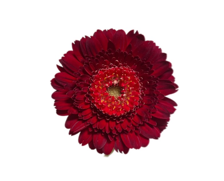 Gerbera bolero funfun