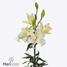 Lilium la belvedere | Wholesale flowers, plants and supplies Lilium la belvedere