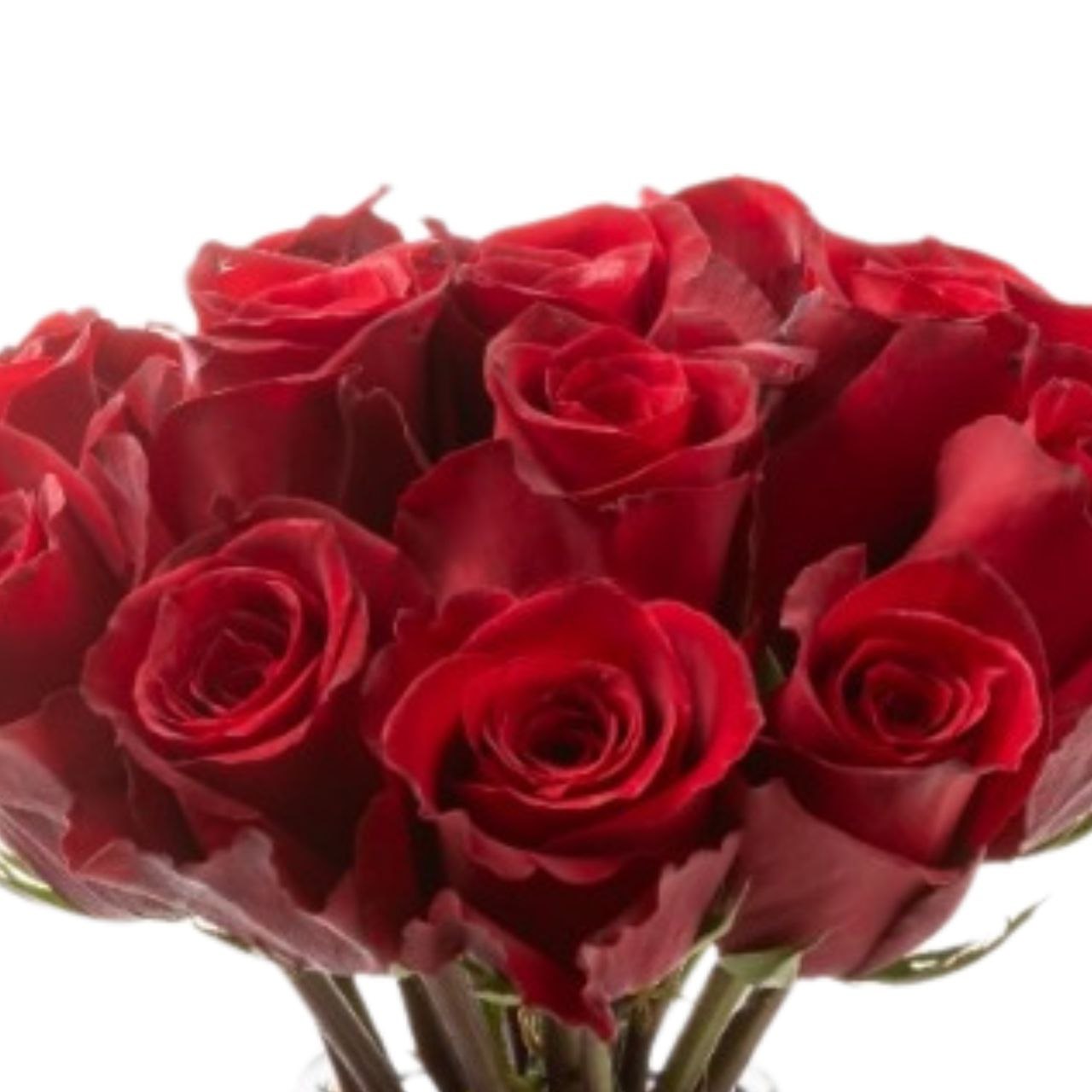 Rose eternity | Wholesale flowers, plants and supplies Rose eternity