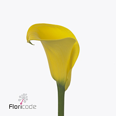 Zantedeschia sunny art | Wholesale flowers, plants and supplies Zantedeschia sunny art