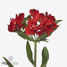 Alstroemeria rockstar