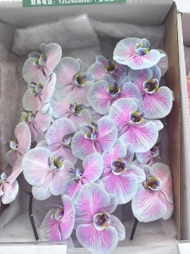 Фаленопсис рейнбоу