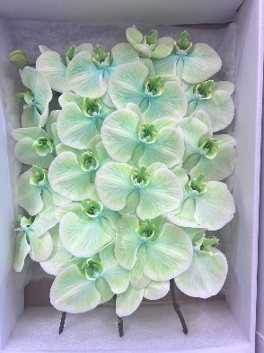 Фаленопсис мс14