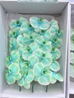 Фаленопсис мс15