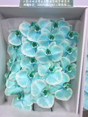 Фаленопсис мс16