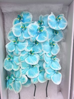 Фаленопсис мс17