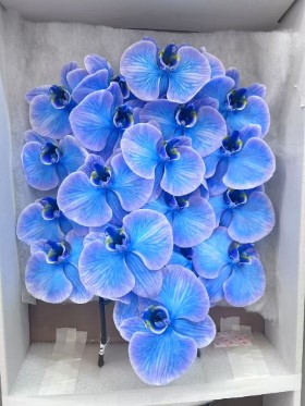 Фаленопсис мс26