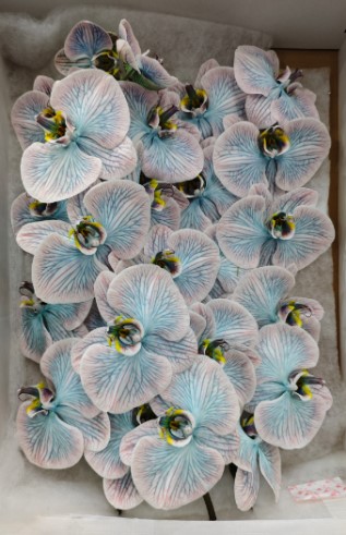 Фаленопсис мс29