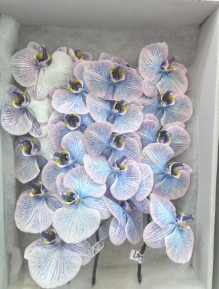 Фаленопсис мс09