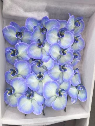 Фаленопсис мс27