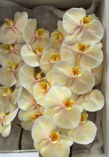 Фаленопсис мс22