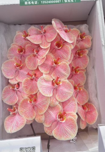 Фаленопсис мс19