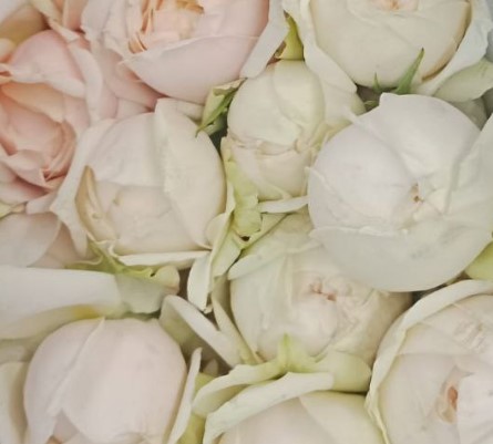 Роза куст джульета чамоникс в Москве