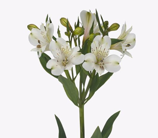 Alstroemeria white swan | Wholesale flowers, plants and supplies Alstroemeria white swan