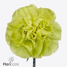 Гвоздика келтик грин