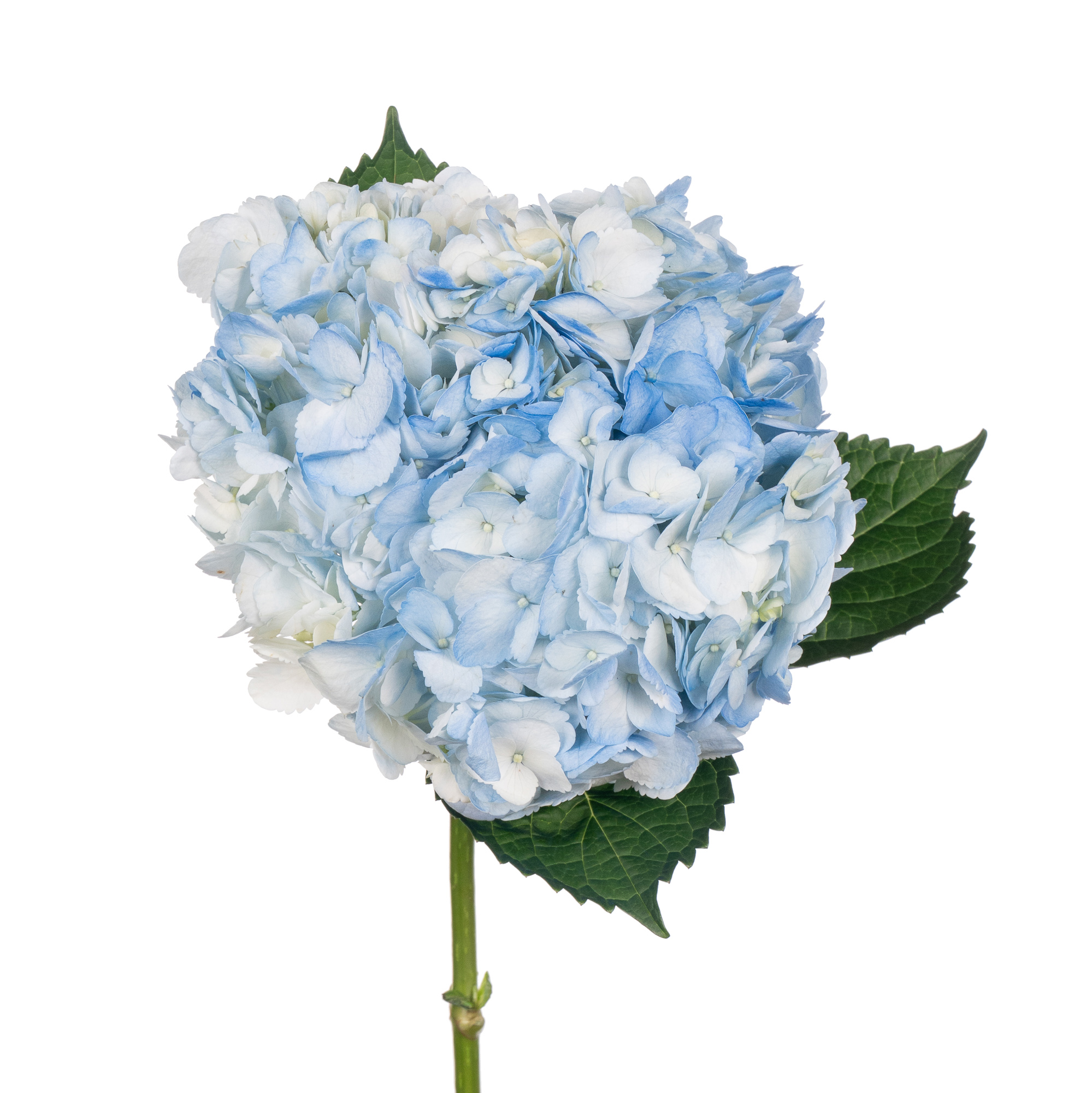 Гидрангия джамбо блю флаг в Москве