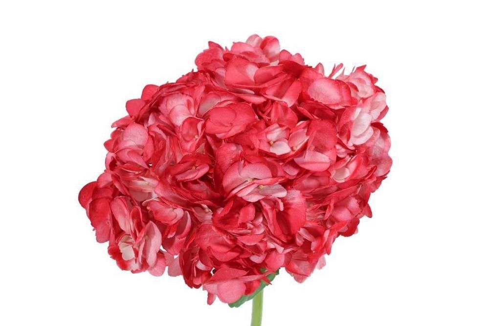 Гидрангия джамбо тинтед ред