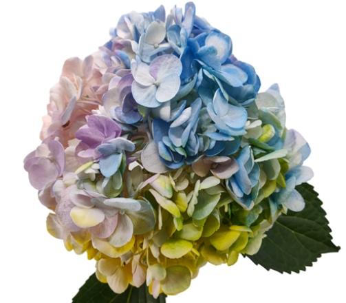 Гидрангия джамбо тинтед рейнбоу