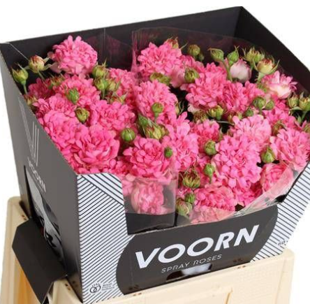 Суккулент микс